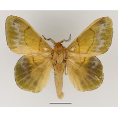 /filer/webapps/moths/media/images/T/tessmanni_Lechriolepis_AM_Basquin_01.jpg