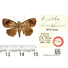 /filer/webapps/moths/media/images/S/simplicior_Avitta_HT_BMNH.jpg