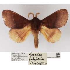 /filer/webapps/moths/media/images/F/fulgurita_Lerodes_AM_NHMUK.jpg
