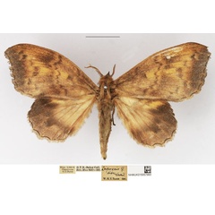 /filer/webapps/moths/media/images/D/dives_Leipoxais_AF_NHMUK.jpg