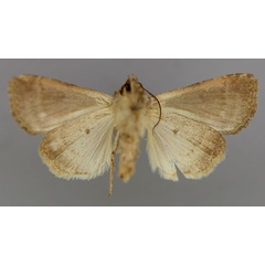 /filer/webapps/moths/media/images/P/pauperata_Condica_A_RMCA_02.jpg