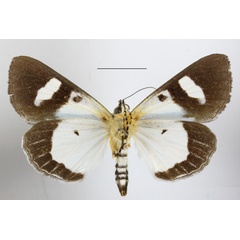/filer/webapps/moths/media/images/T/trimenii_Agoma_A_MGCLb_01.JPG