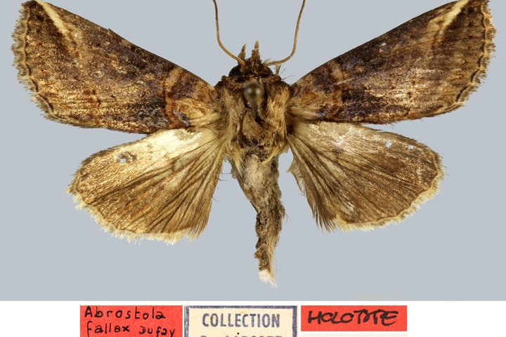 /filer/webapps/moths/media/images/F/fallax_Abrostola_HT_MNHN.jpg