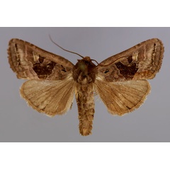 /filer/webapps/moths/media/images/M/mesophaea_Oediplexia_A_RMCA_01.jpg