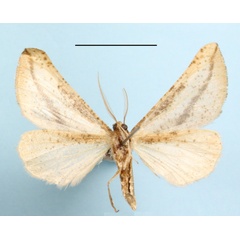 /filer/webapps/moths/media/images/C/curvilinea_Hebdomophruda_A_MGCLb_01.JPG