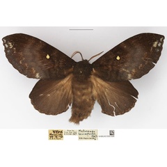 /filer/webapps/moths/media/images/L/leucophaea_Mallocampa_AF_NHMUK.jpg