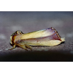 /filer/webapps/moths/media/images/O/ornata_Rigema_A_Roland_01.jpg