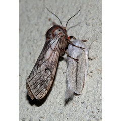 /filer/webapps/moths/media/images/R/rhodophaea_Teracotona_A_Roland_01.jpg
