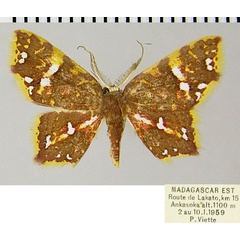 /filer/webapps/moths/media/images/H/herbuloti_Chrysaspeda_AM_ZSMa.jpg