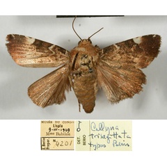 /filer/webapps/moths/media/images/T/trisagittata_Callyna_HT_MSNM.jpg