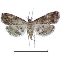 /filer/webapps/moths/media/images/A/africalis_Elophila_AF_Agassiz.jpg