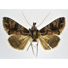 /filer/webapps/moths/media/images/D/dichora_Plusiopalpa_AF_NHMO.jpg