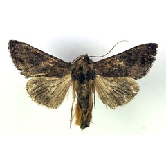 /filer/webapps/moths/media/images/L/laportei_Thysanoplusia_AM_RMCA.jpg