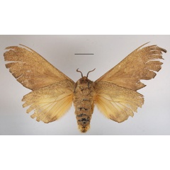 /filer/webapps/moths/media/images/R/rufescens_Gastroplakaeis_AF_MGCLb_01.JPG