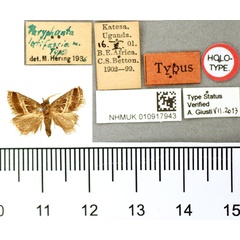 /filer/webapps/moths/media/images/L/latifascia_Paryphanta_HT_BMNH.jpg