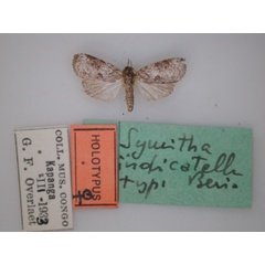 /filer/webapps/moths/media/images/I/indicatella_Symitha_HT_RMCA_01.jpg