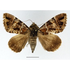 /filer/webapps/moths/media/images/A/atrigona_Tolna_AF_Basquin.jpg