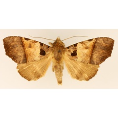 /filer/webapps/moths/media/images/T/trispila_Serrodes_AM_TMSA_02.jpg