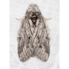 /filer/webapps/moths/media/images/B/basalis_Desmeocraera_A_Heyns_01.jpg