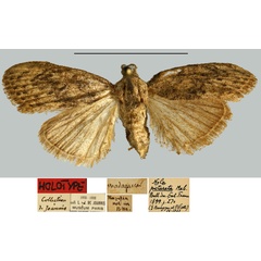 /filer/webapps/moths/media/images/P/picturata_Nola_HT_MNHN.jpg