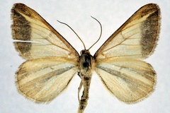 Chiasmia turbulentata