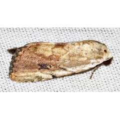 /filer/webapps/moths/media/images/B/brunnescens_Xanthodes_A_Braun_10.jpg