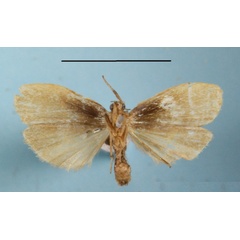 /filer/webapps/moths/media/images/O/ochreata_Pusiola_A_MGCLb_01.JPG