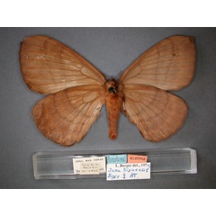 /filer/webapps/moths/media/images/K/kivuensis_Jana_AT_RMCA_02.jpg