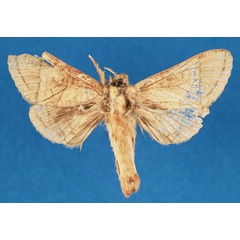/filer/webapps/moths/media/images/C/clenchi_Haberlandia_HT_RMCA_mFt2NC3.jpg