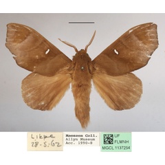 /filer/webapps/moths/media/images/A/angulata_Gonobombyx_AM_MGCLa_01.jpg