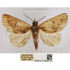 /filer/webapps/moths/media/images/A/albibasis_Metaleptina_AF_NHMUK.jpg