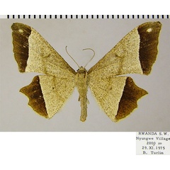 /filer/webapps/moths/media/images/D/diaereta_Psilocladia_AM_ZSMa.jpg