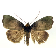 /filer/webapps/moths/media/images/S/semiviridis_Acripia_A_RMCA.jpg