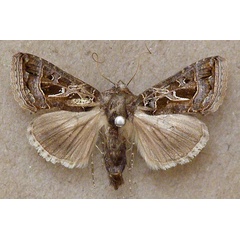 /filer/webapps/moths/media/images/I/indicator_Thysanoplusia_A_Butler.jpg