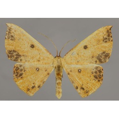 /filer/webapps/moths/media/images/I/inaequalis_Cyclophora_A_ZSM_01.jpg