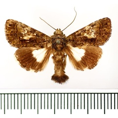 /filer/webapps/moths/media/images/I/iridocosma_Aedia_AM_BMNH_03.jpg