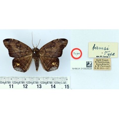 /filer/webapps/moths/media/images/T/tamsi_Taviodes_HT_BMNH.jpg