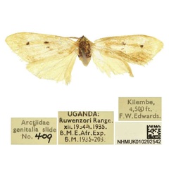 /filer/webapps/moths/media/images/A/adiaphora_Siccia_PTF_BMNH.jpg