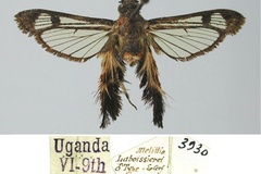 Melittia laboissierei