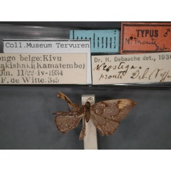 /filer/webapps/moths/media/images/P/prouti_Neostega_HT_RMCA_01.jpg