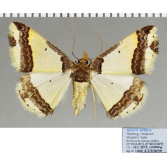 /filer/webapps/moths/media/images/B/batesii_Ligdia_AF_ZSM.jpg