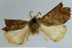 Clostera semilunata