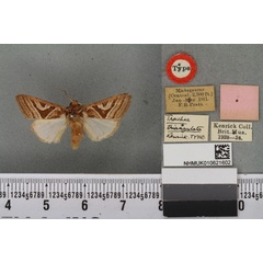 /filer/webapps/moths/media/images/T/triangulata_Trachea_LT_BMNHa.jpg