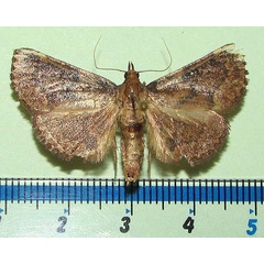 /filer/webapps/moths/media/images/S/suffusalis_Bostra_A_Goffa_01.jpg