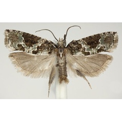 /filer/webapps/moths/media/images/G/gielisi_Megaherpystis_PTM_NHMO.jpg