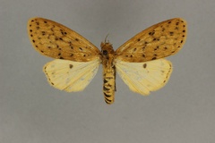 Eyralpenus scioana intensa