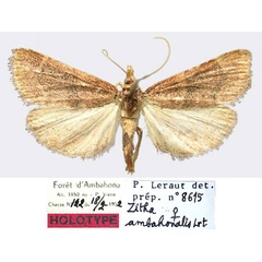 /filer/webapps/moths/media/images/A/ambahonalis_Zitha_HT_MNHN.jpg