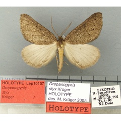 /filer/webapps/moths/media/images/S/styx_Drepanogynis_HT_TMSA.jpg