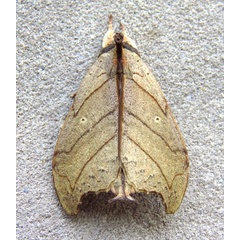 /filer/webapps/moths/media/images/T/tigris_Macronadata_A_Bergsma_5HpzdDC.jpg