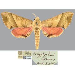 /filer/webapps/moths/media/images/M/meloui_Polyptychus_HT_CMNHa.jpg